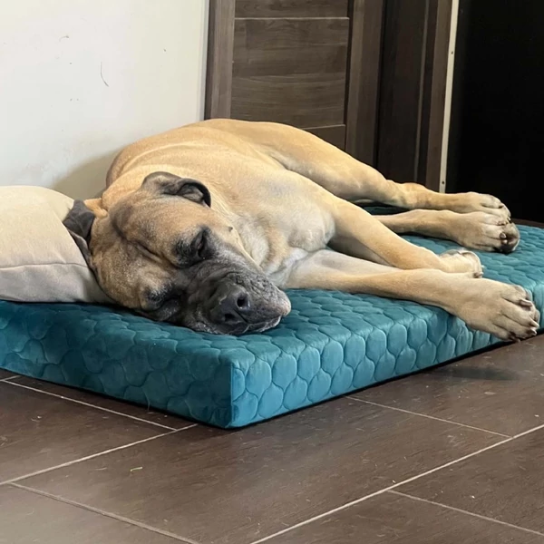 Comfort Mio Kutyafekhely